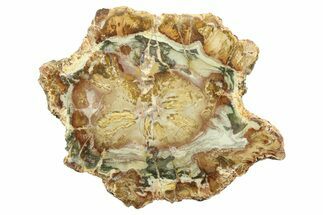 Colorful Petrified Wood (Araucaria) Round - Madagascar #304950