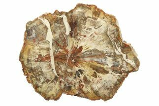 Beautiful Petrified Wood (Araucaria) Round - Madagascar #304953