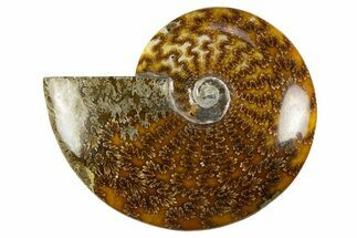 Polished Cretaceous Ammonite (Cleoniceras) Fossil - Madagascar #303884