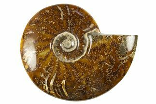 Polished Cretaceous Ammonite (Cleoniceras) Fossil - Madagascar #303959