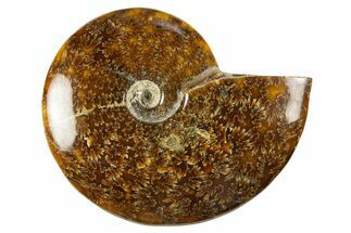 Polished Cretaceous Ammonite (Cleoniceras) Fossil - Madagascar #303962