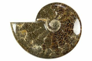 Polished Cretaceous Ammonite (Cleoniceras) Fossil - Madagascar #303965