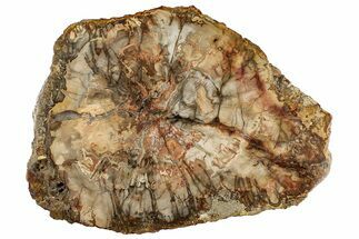 Colorful, Petrified Wood (Araucaria) Round - Madagascar #304799