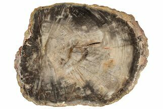 Beautiful, Petrified Wood (Araucaria) Slab - Madagascar #304807