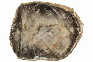 Beautiful, Petrified Wood (Araucaria) Slab - Madagascar #304811