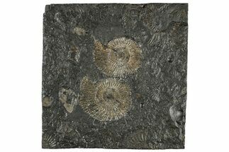 Fossil Ammonite (Dactylioceras) Cluster - Posidonia Shale, Germany #304960