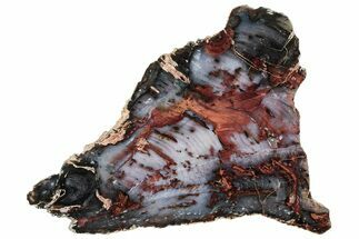 Colorful Hubbard Basin Petrified Wood Slab - Nevada #305095