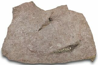 Eocrinoid (Ascocystites) Mortality Plate - Ordovician #305165