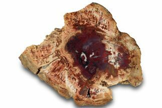 Polished Petrified Wood (Araucarioxylon) Slab - Arizona #305319