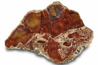 Polished Petrified Wood (Araucarioxylon) Slab - Arizona #305321