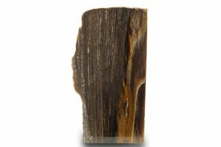 Colorful Polished Petrified Wood Stand Up - Utah #303002