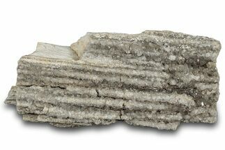 Petrified Wood Section with Sparkling Quartz - Arizona #305368