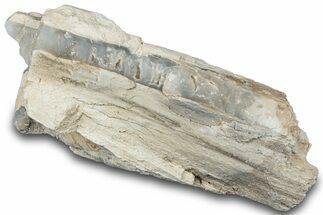 Petrified Wood Section with Chalcedony & Quartz - Arizona #305371