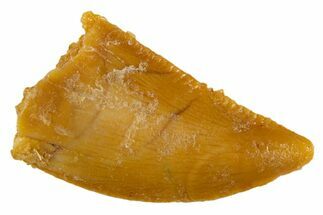 Serrated Raptor Tooth - Real Dinosaur Tooth #305502