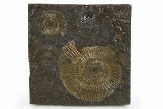 Fossil Ammonite (Dactylioceras) Cluster - Posidonia Shale, Germany #305710