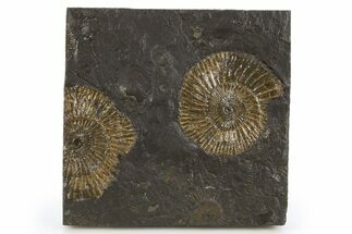 Fossil Ammonite (Dactylioceras) Cluster - Posidonia Shale, Germany #305721