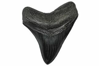 Fossil Megalodon Tooth - South Carolina #301811