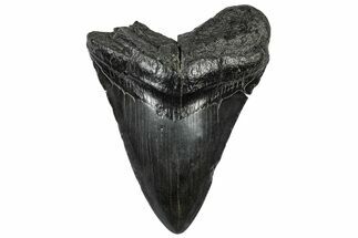 Fossil Megalodon Tooth - South Carolina #301826