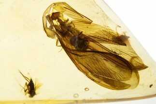 Polished Colombian Copal ( g) - Contains Flies and Beetle! #304263