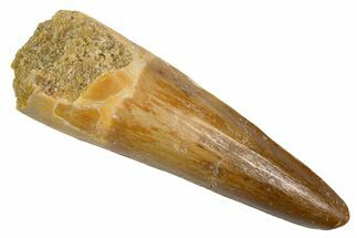 Fossil Spinosaurus Tooth - Beautiful Enamel! #305665