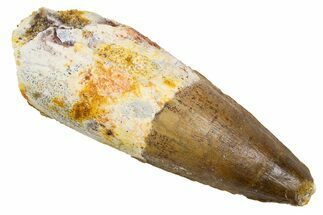 Fossil Spinosaurus Tooth - Real Dinosaur Tooth #305692