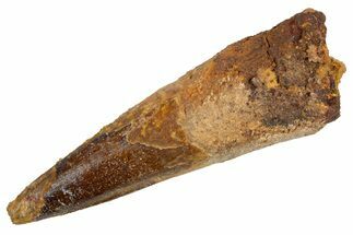 Fossil Spinosaurus Tooth - Real Dinosaur Tooth #305702