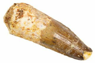 Fossil Spinosaurus Tooth - Real Dinosaur Tooth #305749