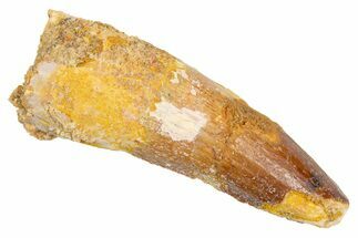 Fossil Spinosaurus Tooth - Real Dinosaur Tooth #305794