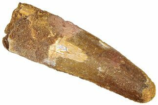 Fossil Spinosaurus Tooth - Real Dinosaur Tooth #305604