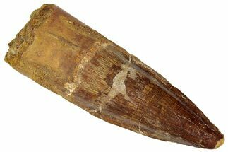 Fossil Spinosaurus Tooth - Real Dinosaur Tooth #305637