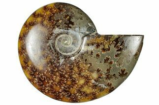 Polished Cretaceous Ammonite (Cleoniceras) Fossil - Madagascar #305936