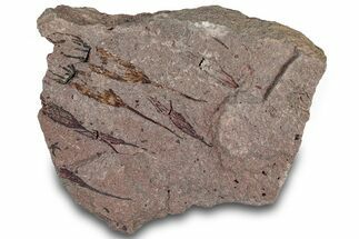 Eocrinoid (Ascocystites) Mortality Plate - Ordovician #306206