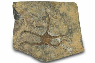 Ordovician Brittle Star (Ophiura) - Morocco #306224