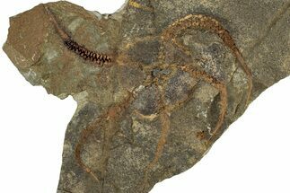 Bargain, Ordovician Brittle Star (Ophiura) - Morocco #306227