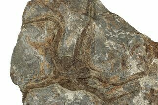 Two Ordovician Brittle Stars (Ophiura) - Morocco #306230