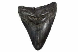 Fossil Megalodon Tooth - South Carolina #306242