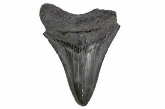 Serrated, Fossil Megalodon Tooth - South Carolina #306248