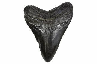 Fossil Megalodon Tooth - South Carolina #306252