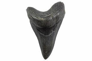 Pathological Fossil Megalodon Tooth - South Carolina #306308