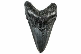 Fossil Megalodon Tooth - South Carolina #306253