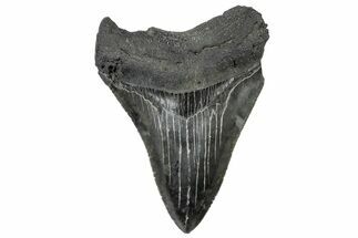 Serrated, Fossil Megalodon Tooth - South Carolina #306262