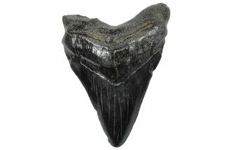 Fossil Megalodon Tooth - South Carolina #306263