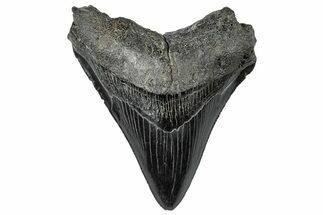 Serrated, Fossil Megalodon Tooth - South Carolina #306273