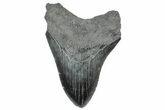 Serrated, Fossil Megalodon Tooth - South Carolina #306284