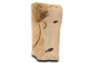 Fossil Palm and Fish Display - Green River Formation #306521