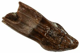 Cretaceous Fossil Dinosaur (Thescelosaurus) Tooth - Montana #306576