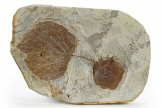 Wide Plate with Two Fossil Leaves (Two Species) - Montana #305987