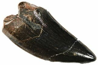 Serrated, Fossil Tyrannosaur (Nanotyrannus?) Tooth - Montana #306573