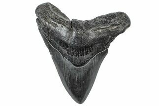 Fossil Megalodon Tooth - South Carolina #306288