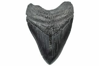 Fossil Megalodon Tooth - South Carolina #306295